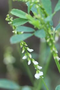 Mélilot blanc