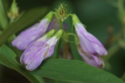 Lilas d'Espagne