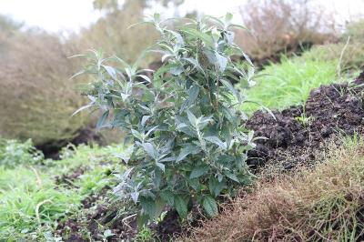 Buddleja davidii