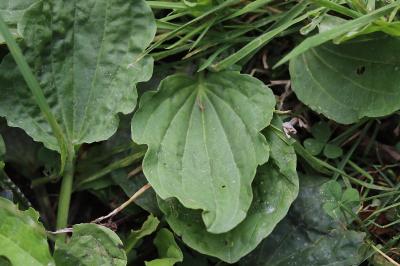 Plantain majeur