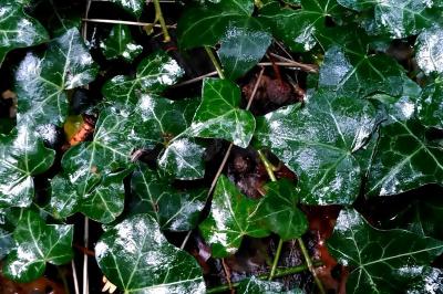 Hedera helix