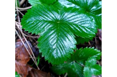 <i>Fragaria</i>