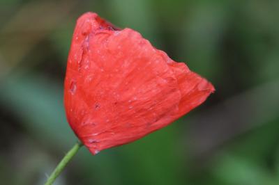 Papaver rhoeas