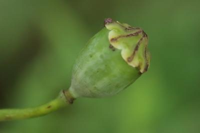 Coquelicot