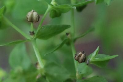Euphorbia peplus