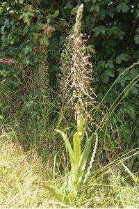 Orchis bouc