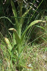 Orchis bouc
