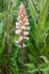 <i>Orobanche</i>