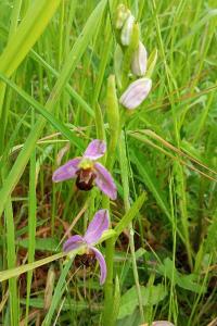 Ophrys abeille