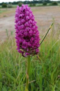 Orchis pyramidal