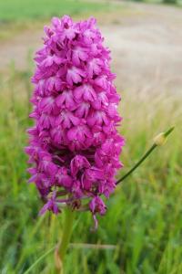 Orchis pyramidal