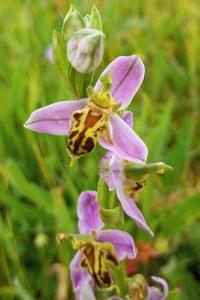 <i>Ophrys</i>