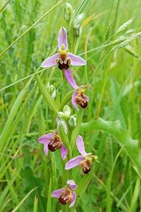Ophrys abeille