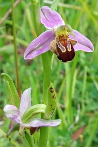 Ophrys abeille