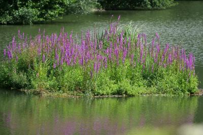Lythrum salicaria