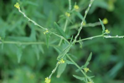 Herbe aux chantres