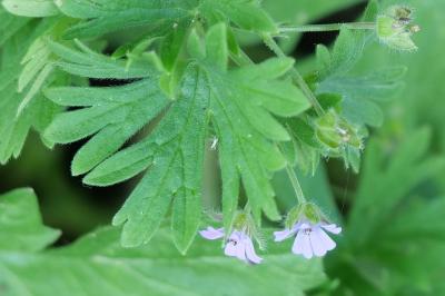 Géranium fluet