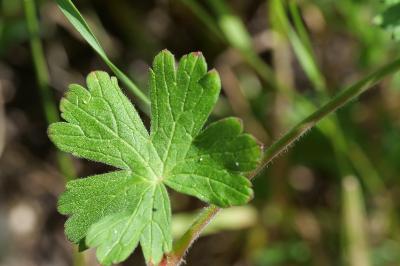 Géranium à feuilles molles