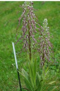 Orchis bouc