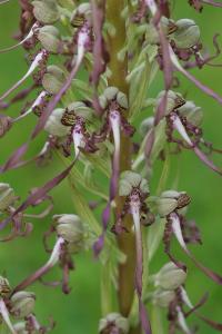 Orchis bouc