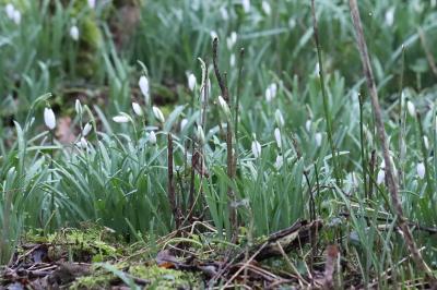Perce-neige