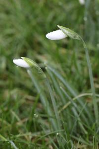 Perce-neige