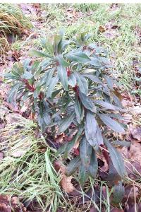 Euphorbe des bois