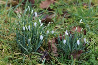 Perce-neige