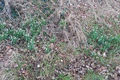Perce-neige