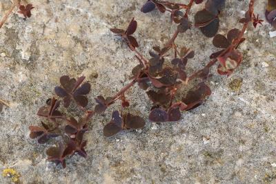 Oxalis corniculata