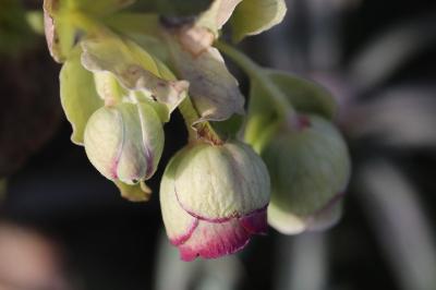 Helleborus foetidus