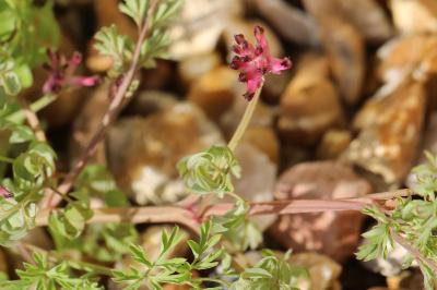Fumaria officinalis