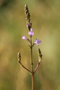 Verveine officinale