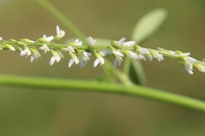 Mélilot blanc