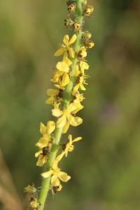 Aigremoine