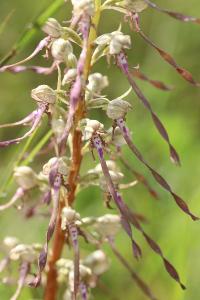 Orchis bouc
