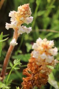 Orobanche de la picride
