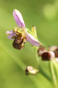 Ophrys abeille