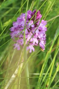 Orchis pyramidal