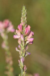 Sainfoin