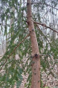 Taxus baccata