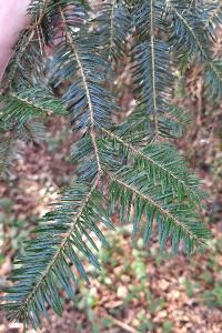 Sapin pectiné