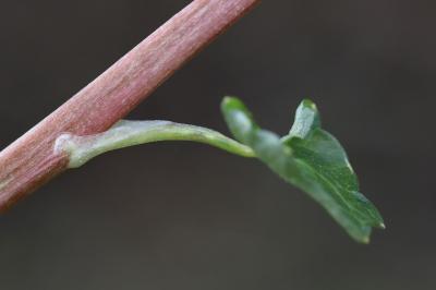 Ficaria ambigua