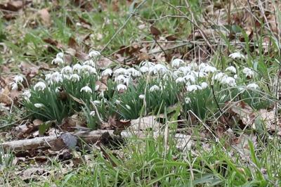 Perce-neige