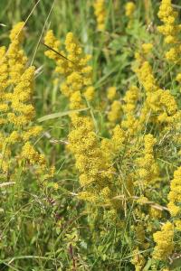 Gaillet jaune