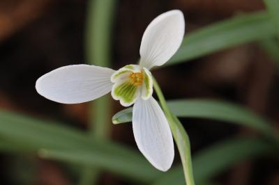 Perce-neige