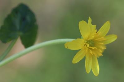 Ficaria ambigua