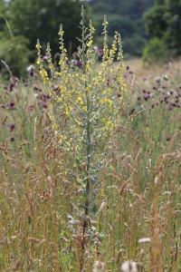 Molène pulvérulente