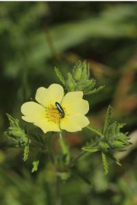 Potentille dressée