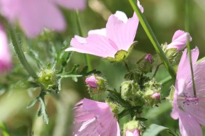 Mauve musquée